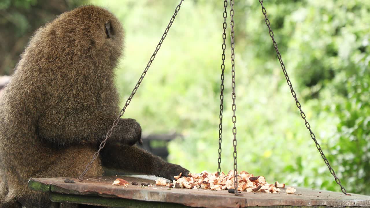 케냐 에 있는 아베르다레 국립 공원 에서  조각 을 먹고 있는 올리브 바비온 의 근접 사진