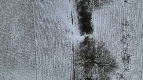 bare row of trees in snow covered field overhead drone point of view 4k
