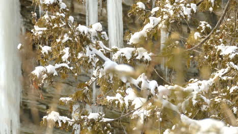 Winter-frozen-waterfall-water-drops-creating-ice-stalactites,-behind-a-tree-covered-in-snow