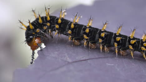 Super-macro-shot-of-Caterpillar-eating-leaf-in-nature-during-sunny-day---Nymphalis-Polychloros-Caterpillar-Feeding