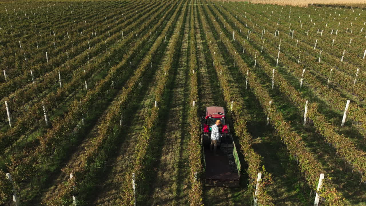 Tractor Harvesting Grapes in Vineyard