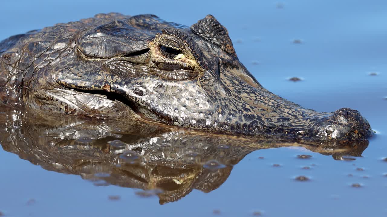 Alligator. Crocodile, Alligator. Wetlands, Pantanal Mato Grosso, Brazil