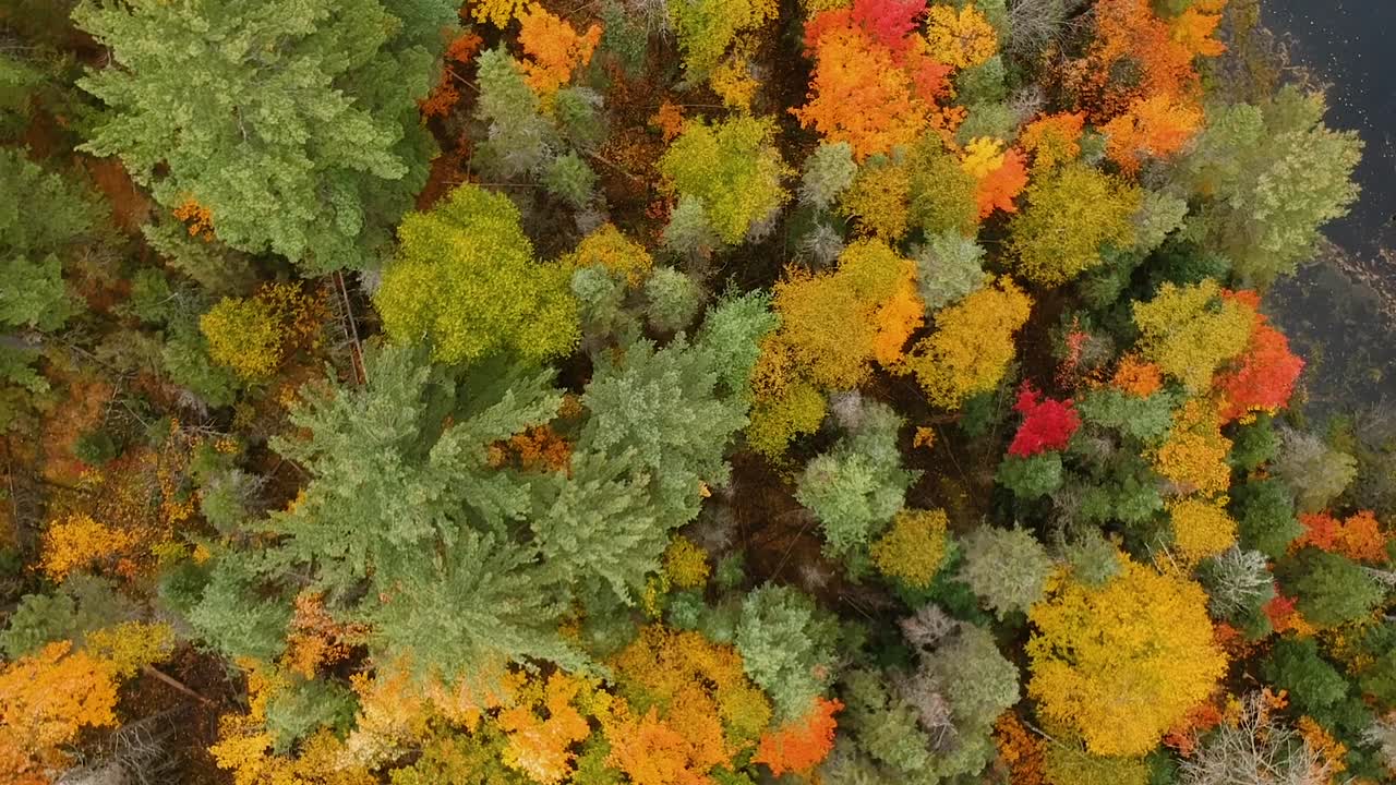 캐나다 시골에서 아름다운 가을 단풍의 하향식 드론 샷