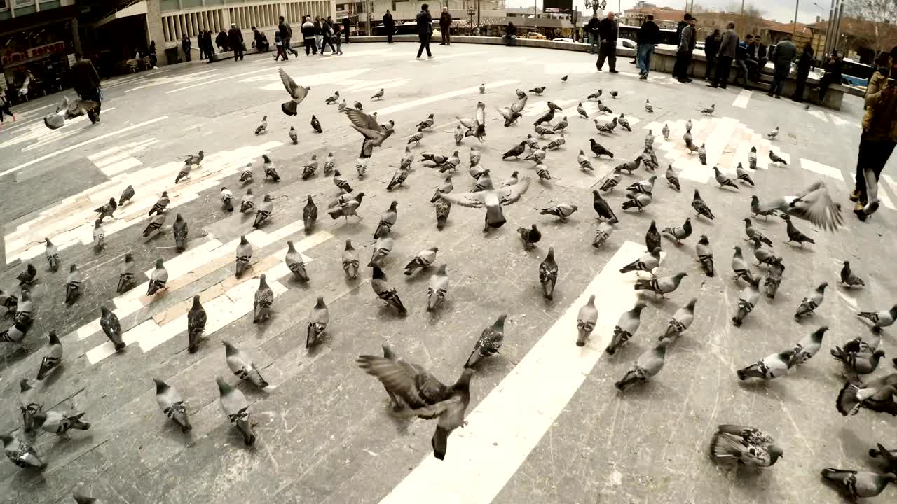 Numerosi piccioni in piazza nella capitale della Turchia.