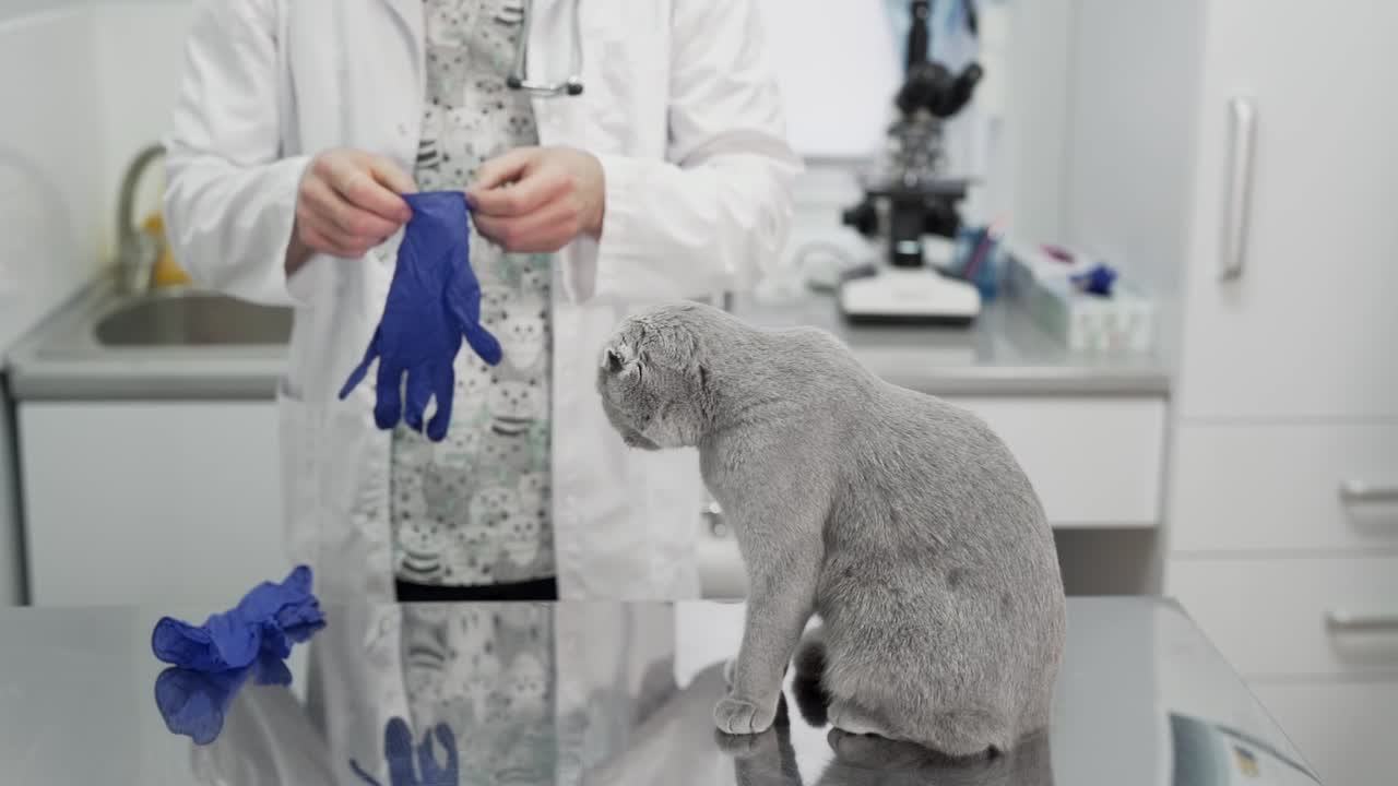 el médico se prepara para un examen de gato