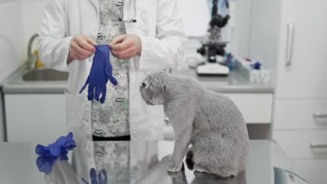 El-Médico-Se-Prepara-Para-Un-Examen-De-Gato