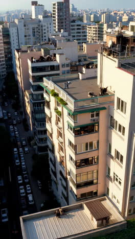 cats relaxing on a rooftop garden in a city