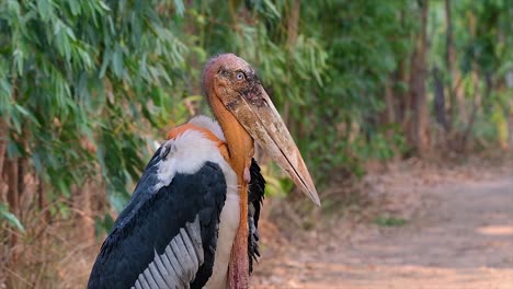 a big bird in the stork family common in southern asia and now endangered due to habitat loss