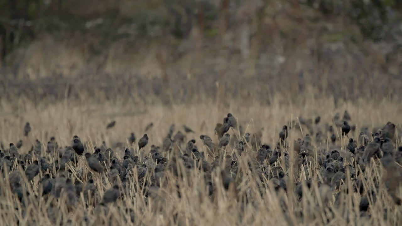 자연 보호 구역 에서 저녁 에 평평 한 사탕수수  에서 둥지를 고 있는 스터링 들