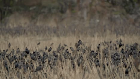 Starlings-roosting-in-flattened-reedbed-at-dusk-on-a-nature-reserve