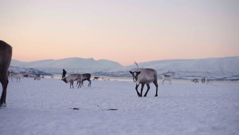 person walks among domesticated reindeer in their winter pasture