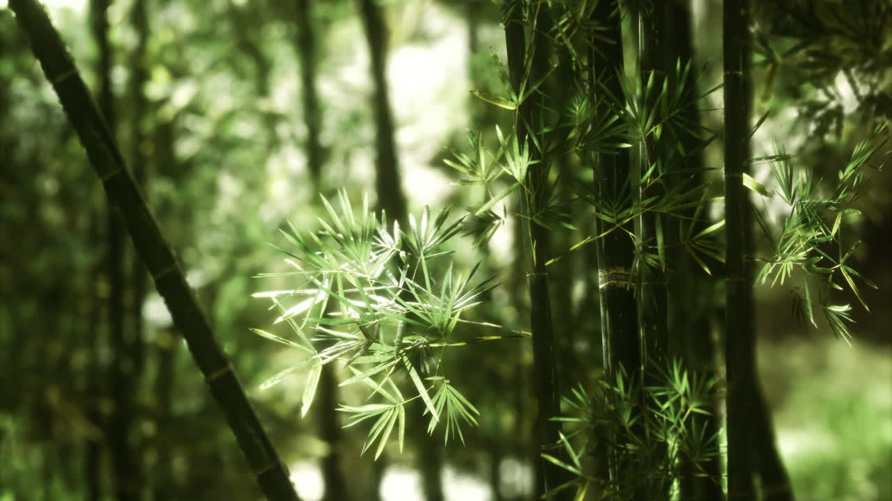 Bamboo forest with vibrant green leaves in early morning sunlight