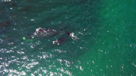 Ballena-Jorobada-Nada-En-La-Playa-De-Oudekraal-En-Ciudad-Del-Cabo,-Sudáfrica