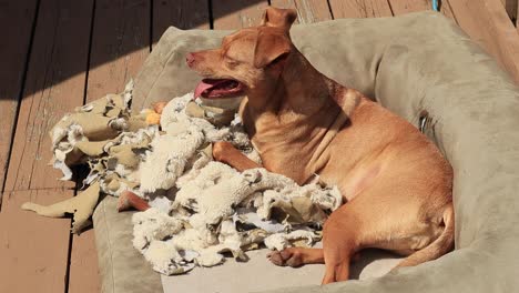 Terrier-En-La-Cama-Del-Perro-Con-Una-Manta-Rota-Y-Juguetes-En-Una-Terraza-Al-Sol-Sonriendo-Y-Jadeando-Feliz