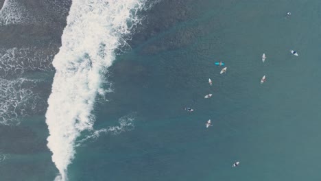 top down drone of surfers waiting for waves at low tide reef with beautiful turquoise water at bingin beach, bali, uluwatu indonesia