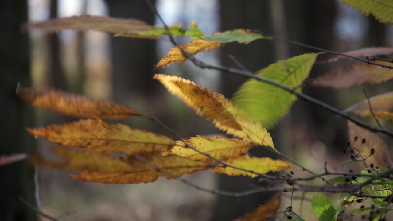 un fuerte viento de invierno que sopla a través de las hojas danzantes en un bosque inglés