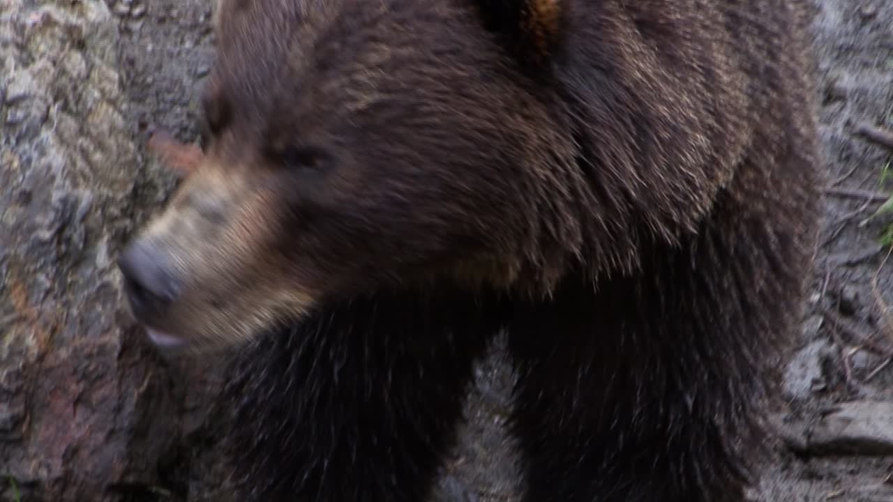 Orso nero che guarda dritto nell'obiettivo della videocamera.