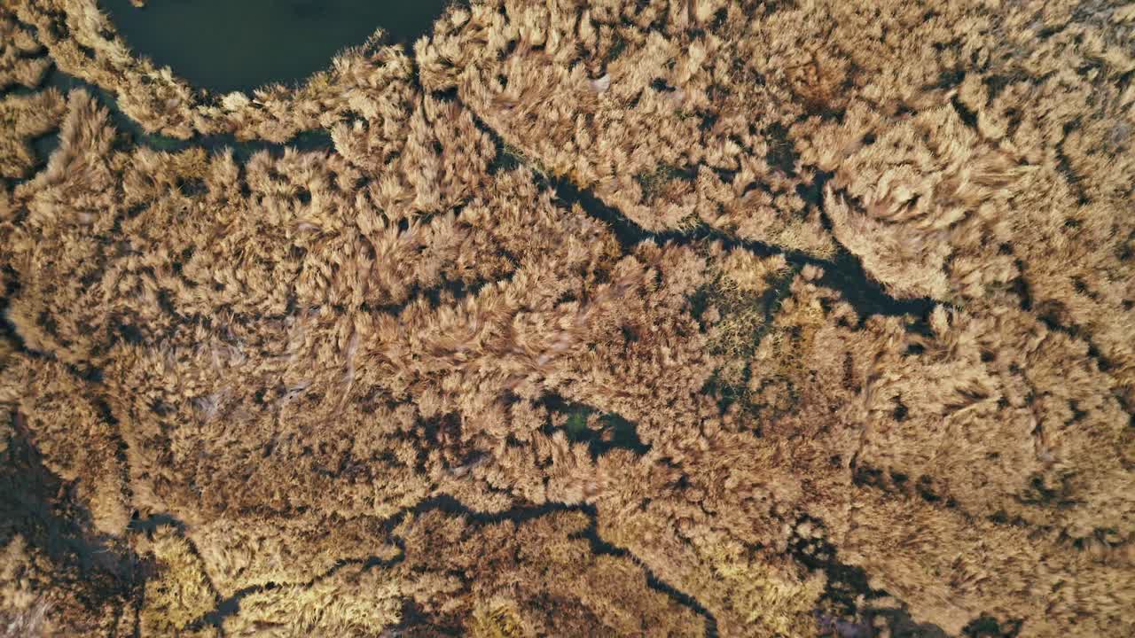 una toma de un dron giratorio revelando la tundra y el pantano en king salmon, alaska