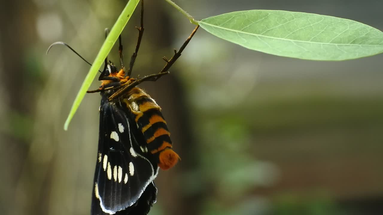 mariposa negra posada en una rama en el bosque salvaje