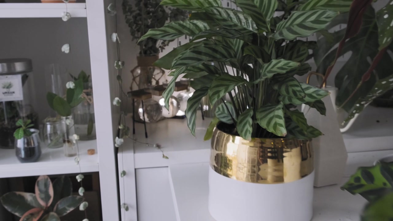 Scatto di belle piante da interno e arredamento.