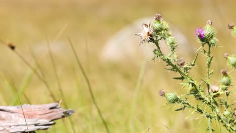 thistle plants swaying in a gentle wind