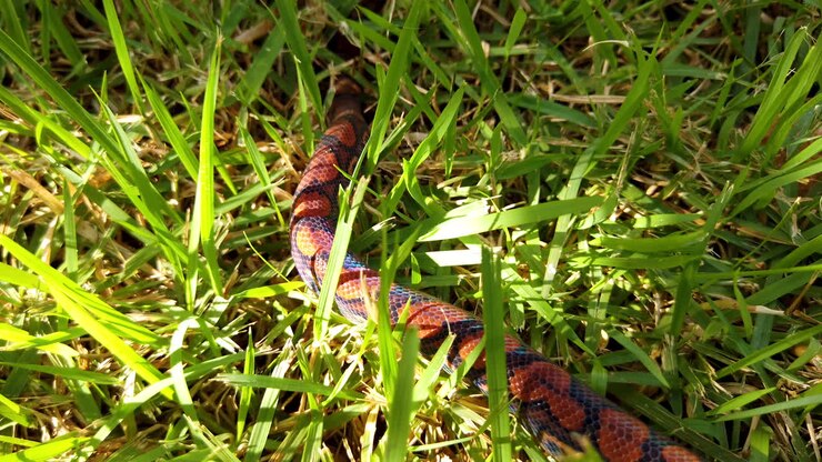 Epicrates cenchria is a boa species endemic to Central and South America