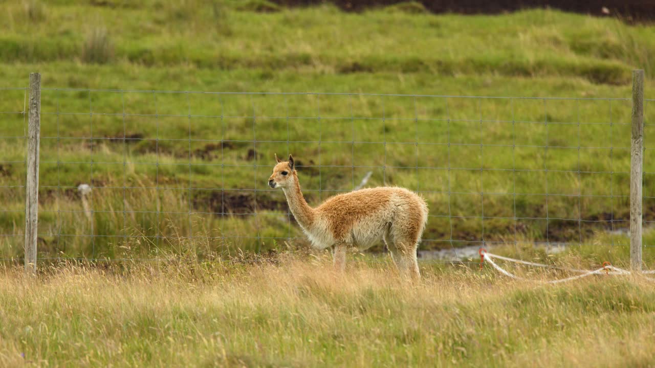 Vicuna lowers head to graze in grassy field, natural daylight, static wide shot, rural setting