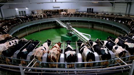 milking cows by automatic industrial milking rotary system in modern diary farm