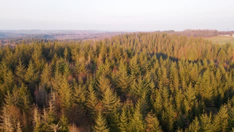 wide angle view of a european forest during a vibrant winter sunset