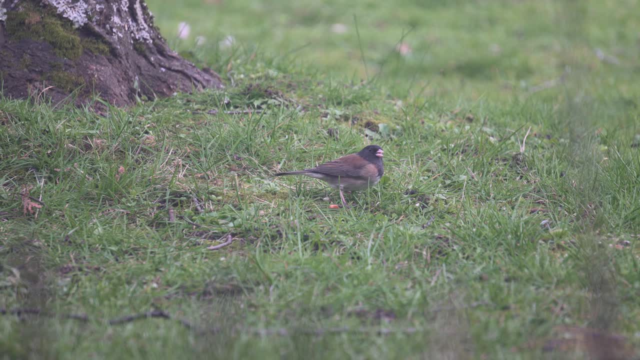 검은 눈 준코 새가 봄에 견과류를 먹고 있습니다.