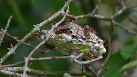 Papierwespen-Sind-Eifrig-Damit-Beschäftigt,-Ihr-Nest-Zu-Bauen-Und-Sich-Um-Ihre-Eier-Zu-Kümmern