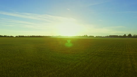 Landschaft-Sommer-Weizenfeld-Auf-Hintergrund-Blauer-Himmel.-Getreidefeldantenne