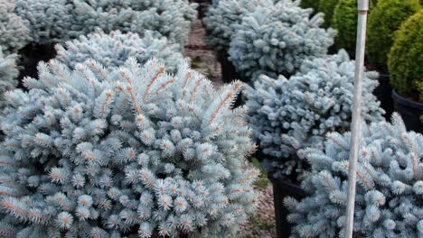 images-taken-by-circling-colorful-pine-saplings