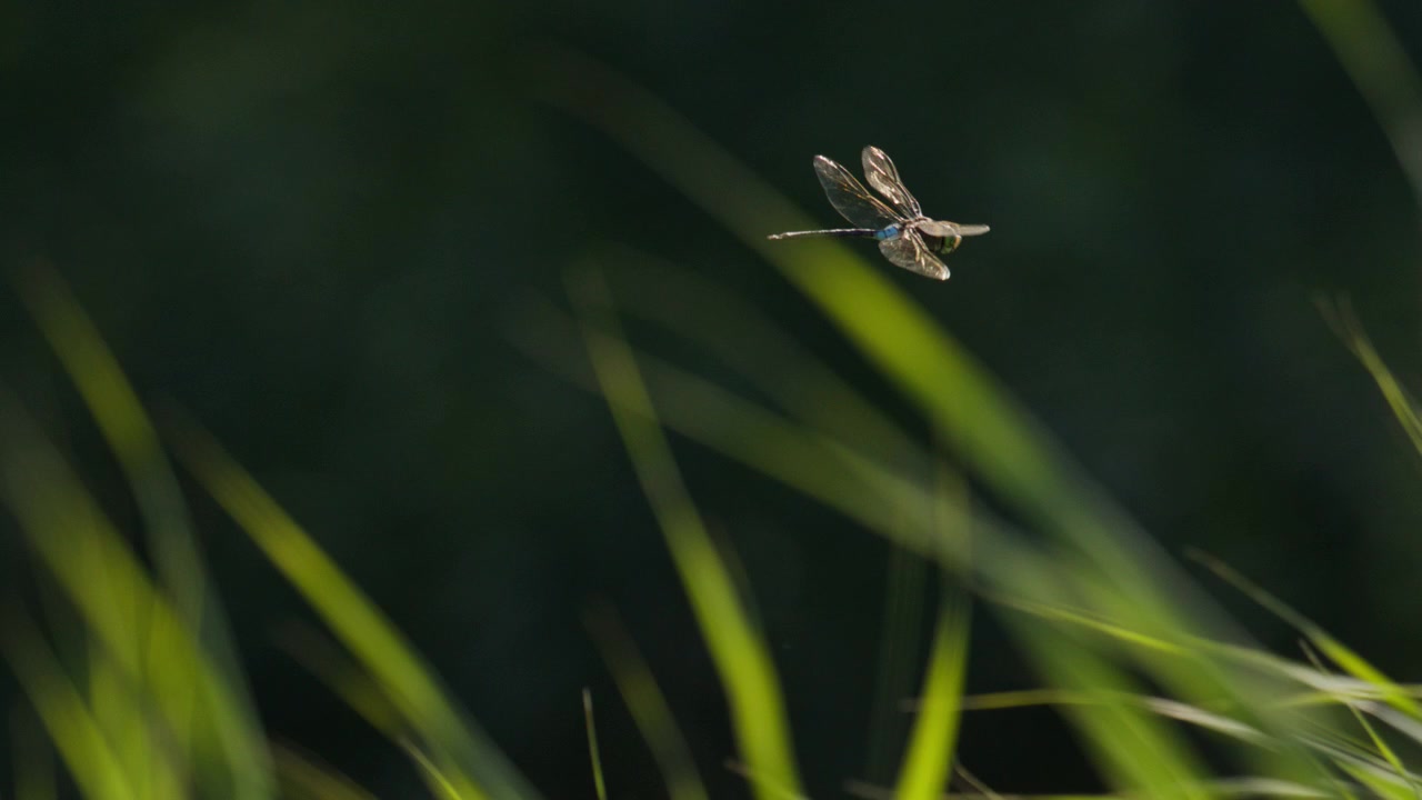 Libellula imperatore vola sopra lunghe erbe verdi contro uno sfondo naturale scuro e sfocato, dettagli macro delle ali che sbattono e bilanciano le correnti del vento