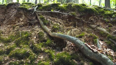 naturaleza en el bosque
