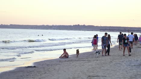 people walking on the beach near the sea. dogs are playing on the seashore in the evening. summer vacation at the seaside.