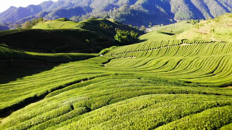 Bright green tea bushes fill layered slopes in repeating bands as sunlight and deep hillside shadows emphasize curved fields, scattered trees, and distant wooded mountain ridges.