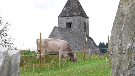 a brown cow eats grass in a field next to a rocky church in the alps, switzerland