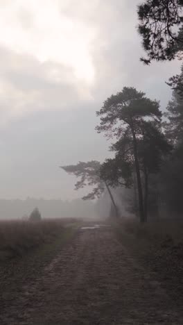 misty forest path