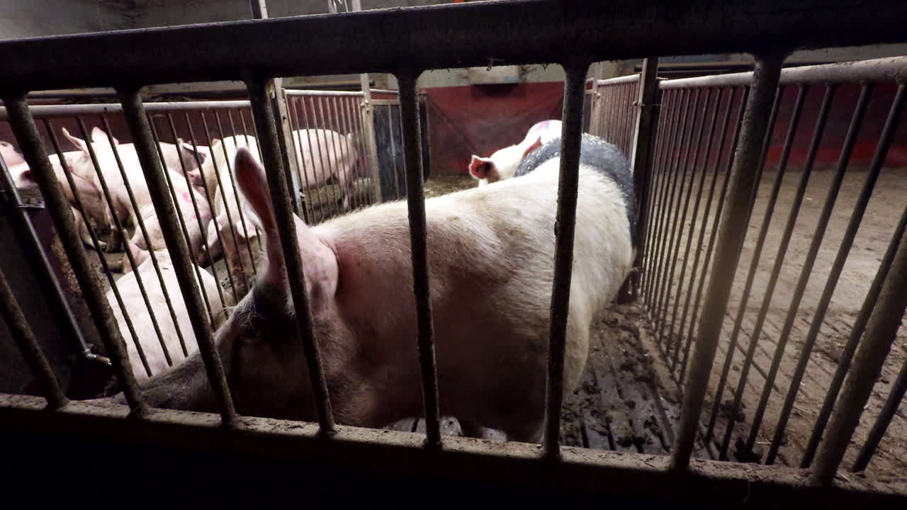 Farming industry animal welfare, pig pen confinement, barn facilities