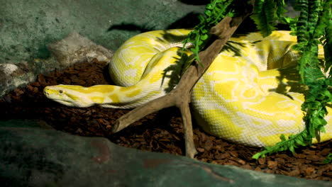 La-Pitón-Birmana-Es-Una-De-Las-Especies-Más-Grandes-De-Serpientes