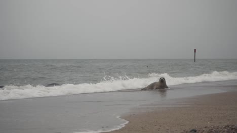 marine seal going out of the sea water to stay on beach shore in horsey gap norfolk england uk