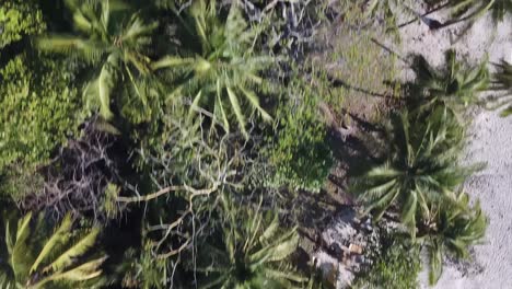 imágenes aéreas en movimiento de una playa tropical llena de palmeras y arena ligera en un día soleado