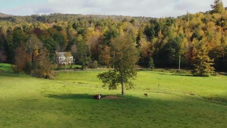 aerial shot from left to right of rural landscape with cattle grazing on the grassland by the side of a hill with forest in the background on a cloudy day in litchfield county, connecticut,usa