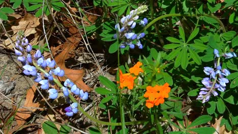 close-up of colorful wildflowers in indiana dunes national park, showcasing vivid hues under bright daylight, capturing nature's beauty with intricate petal details and lush foliage
