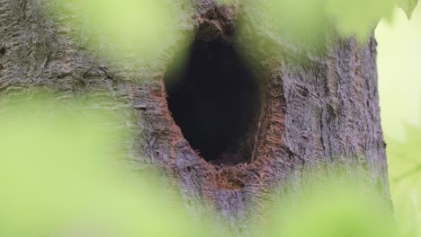 birds - great spotted woodpecker male arrives to feed young in nest hole in tree