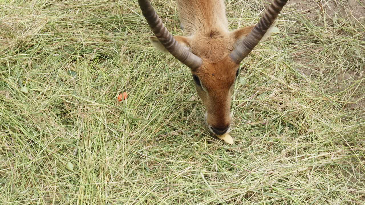 un macho de lechwe rojo con cuernos, una especie de antílope de humedal, está masticando manzana