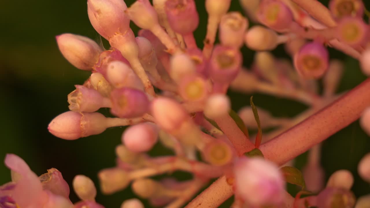 Boccioli di fiori a grappolo della pianta di Medinilla, arbusto ornamentale tropicale. Primo piano.