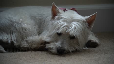 westie acostado en el suelo tratando de dormirse