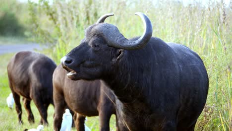 closeup of chewing african buffalo, static shot